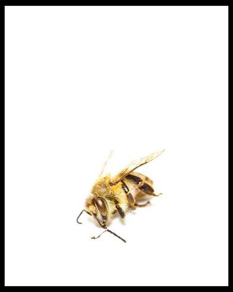 Honey bee on it's side